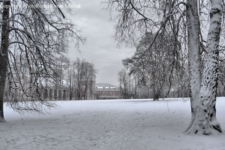 Ice, Outdoors, Snow, Plant, Tree, Birch, Wood