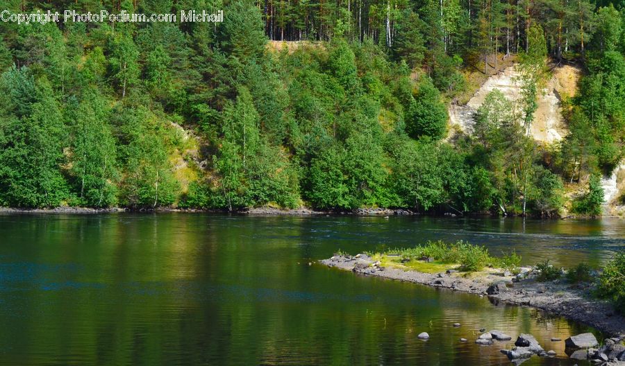 Outdoors, Pond, Water, Creek, River, Conifer, Fir