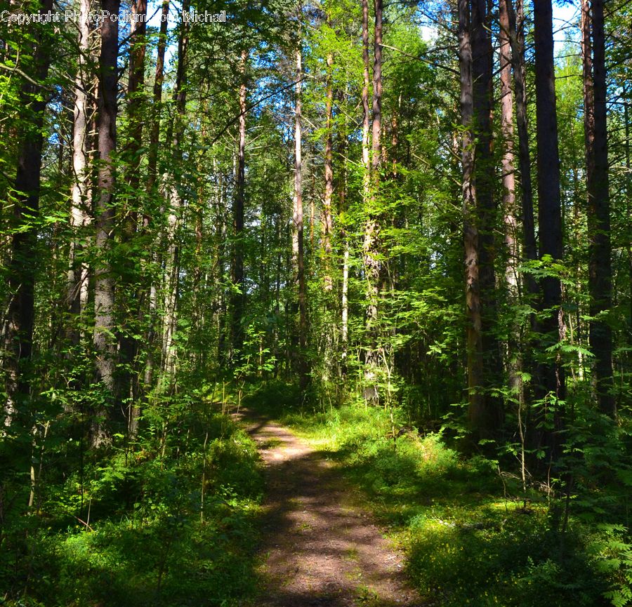 Forest, Vegetation, Path, Trail, Dirt Road, Gravel, Road