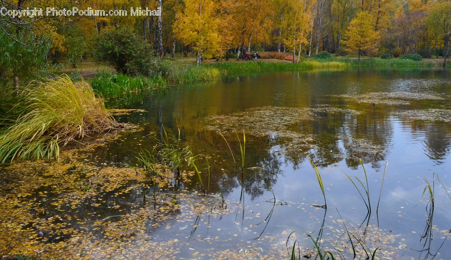 Outdoors, Pond, Water, Field, Grass, Grassland, Plant