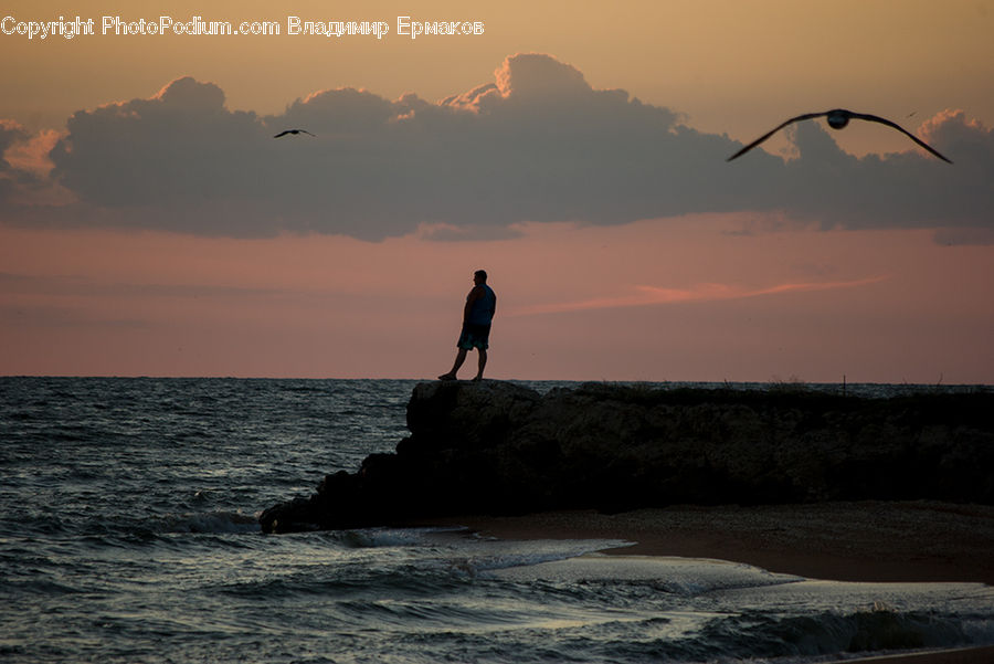 Bird, Crane Bird, Heron, Seagull, Dawn, Dusk, Sky