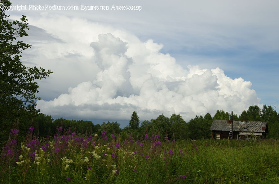 Cloud, Cumulus, Sky, Field, Grass, Grassland, Land