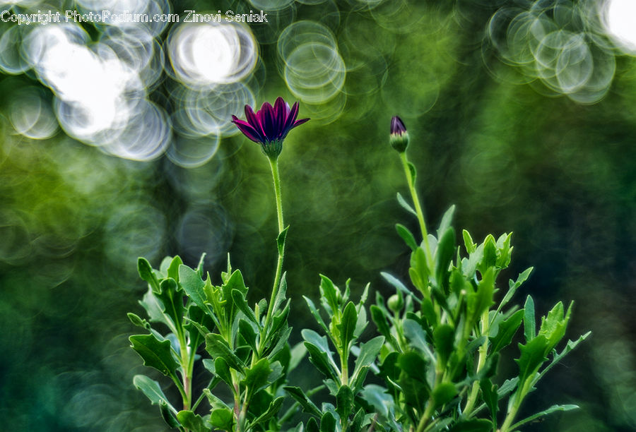 Smoke, Veins, Blossom, Flora, Flower, Plant, Geranium