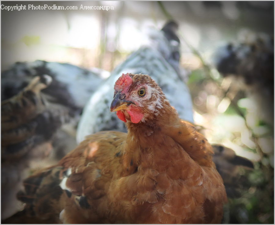 Chicken, Fowl, Hen, Poultry, Plant, Potted Plant