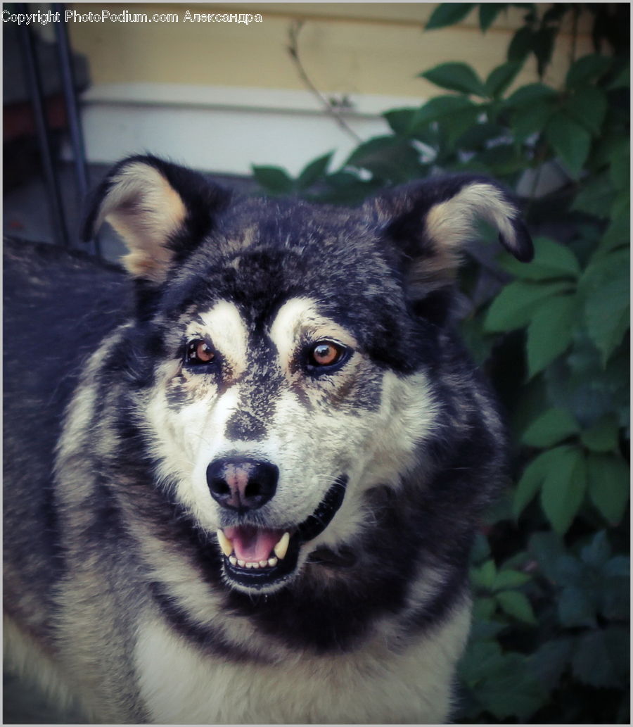 Animal, Canine, Dog, Husky, Mammal, Pet
