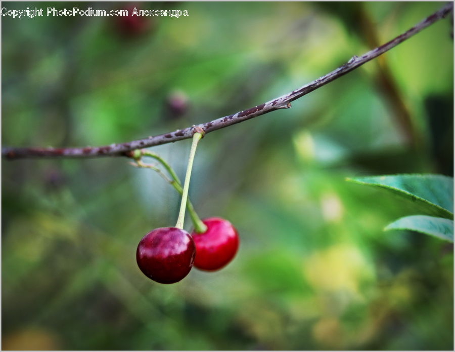 Cherry, Fruit, Heart, Apple, Raspberry