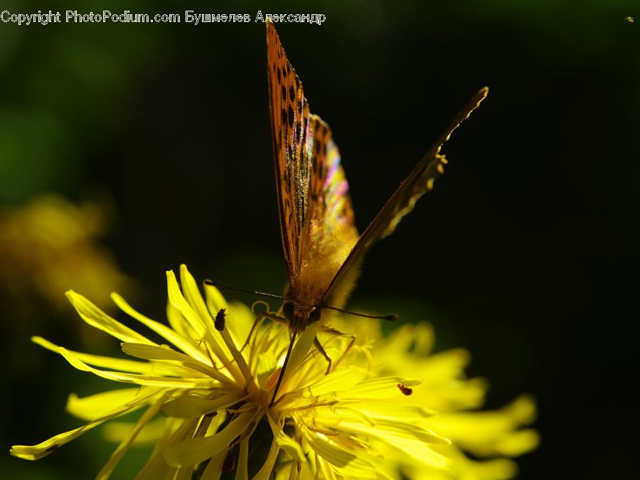 Butterfly, Insect, Invertebrate, Asteraceae, Blossom, Flora, Flower