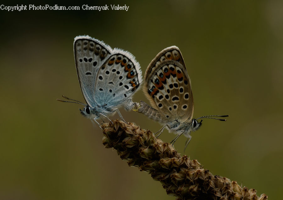 Butterfly, Insect, Invertebrate, Plant, Asilidae, Weed, Blossom
