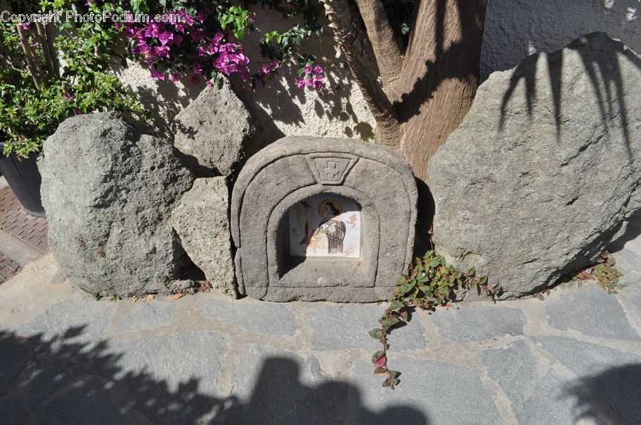 Ivy, Plant, Vine, Outdoors, Sand, Soil, Asphalt