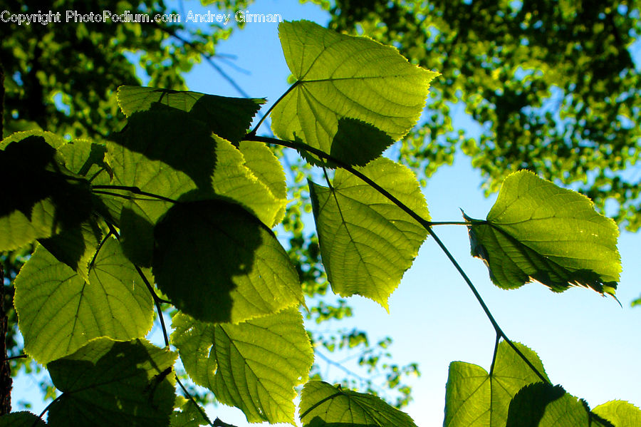 Leaf, Plant, Veins, Fruit, Grapes, Oak, Sycamore