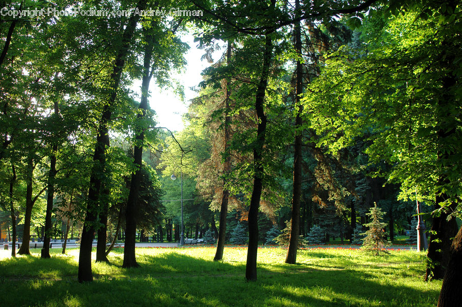 Forest, Vegetation, Fir, Grove, Conifer, Plant, Tree