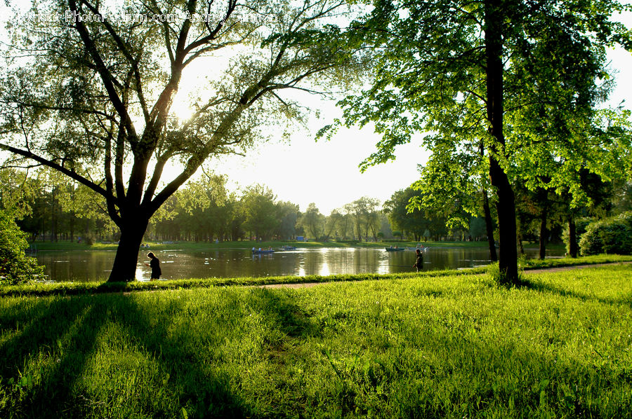 Outdoors, Pond, Water, Park, Field, Grass, Lawn