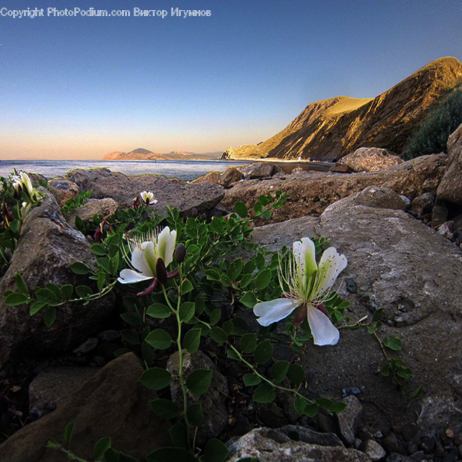 Soil, Coast, Outdoors, Sea, Water, Blossom, Flora