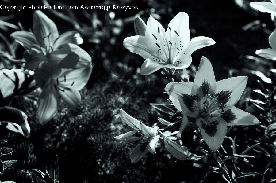 Blossom, Flora, Flower, Plant, Petal, Crocus, Lily