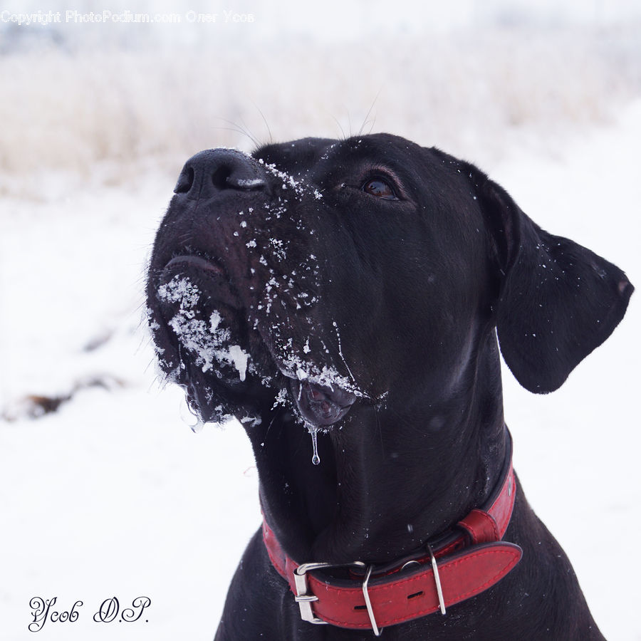 Animal, Canine, Dog, Labrador Retriever, Mammal, Pet, Pointer