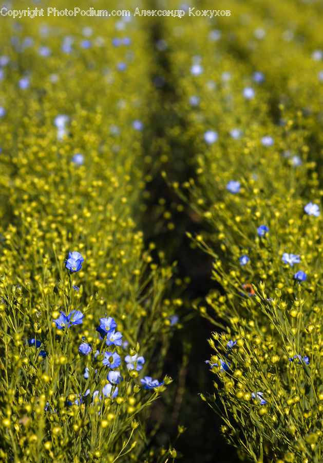 Fiber, Flax, Flora, Flower, Plant, Blossom, Moss