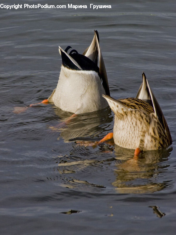 Bird, Goose, Waterfowl, Beak, Duck, Teal, Pelican