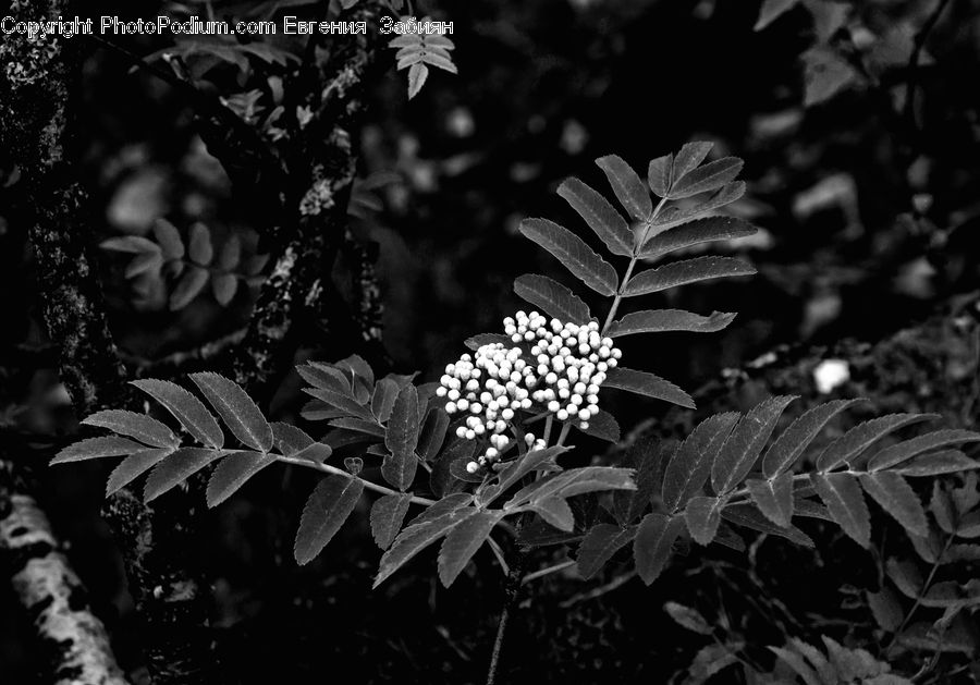 Plant, Blossom, Flora, Flower, Silhouette, Bush, Vegetation
