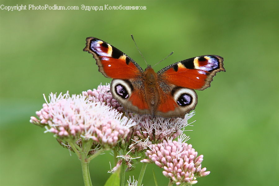 Butterfly, Insect, Invertebrate