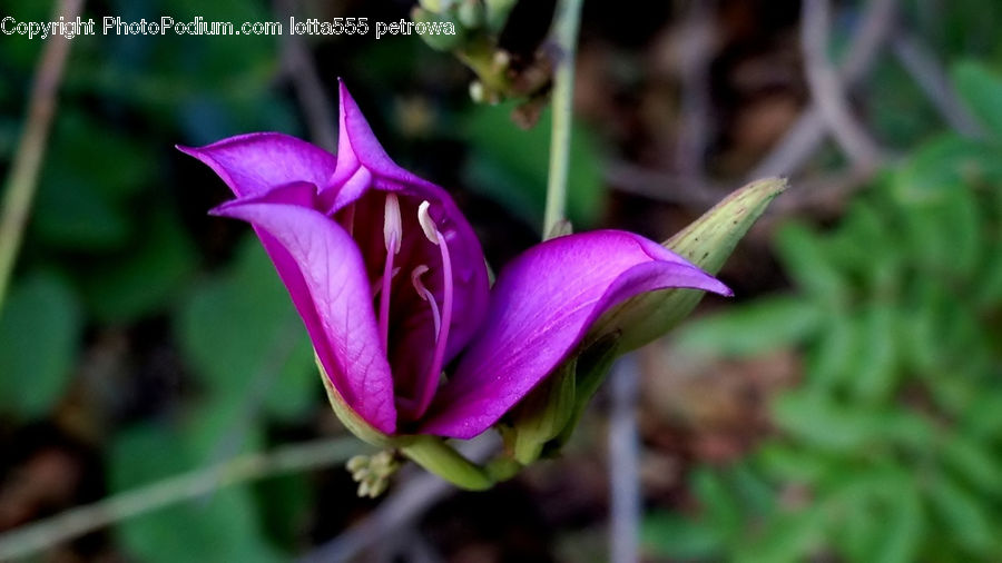 Flora, Flower, Gladiolus, Plant, Aquilegia, Blossom, Crocus