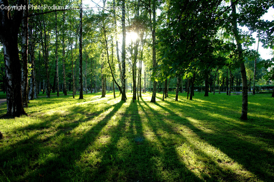 Forest, Vegetation, Plant, Tree, Grove, Land, Birch