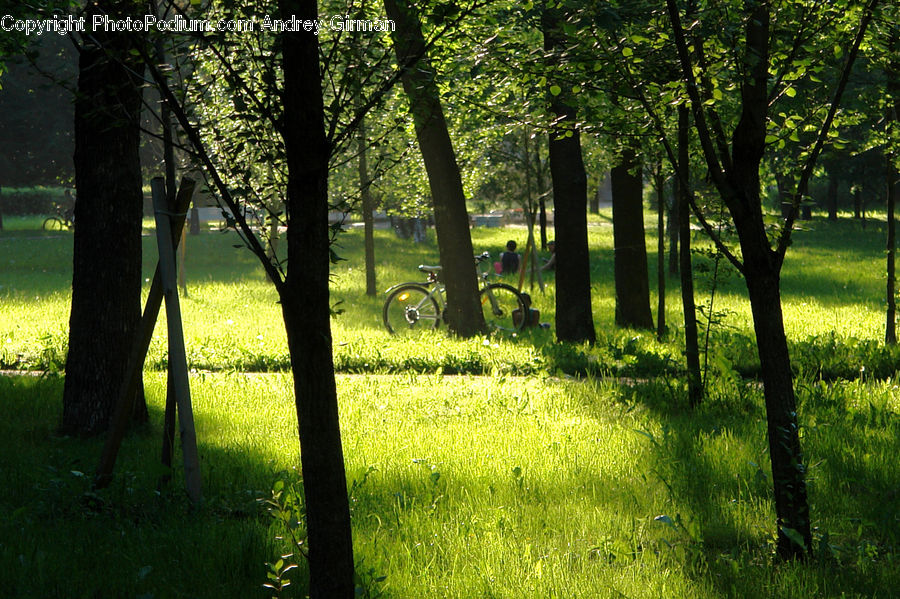 Forest, Vegetation, Plant, Tree, Oak, Sycamore, Tree Trunk