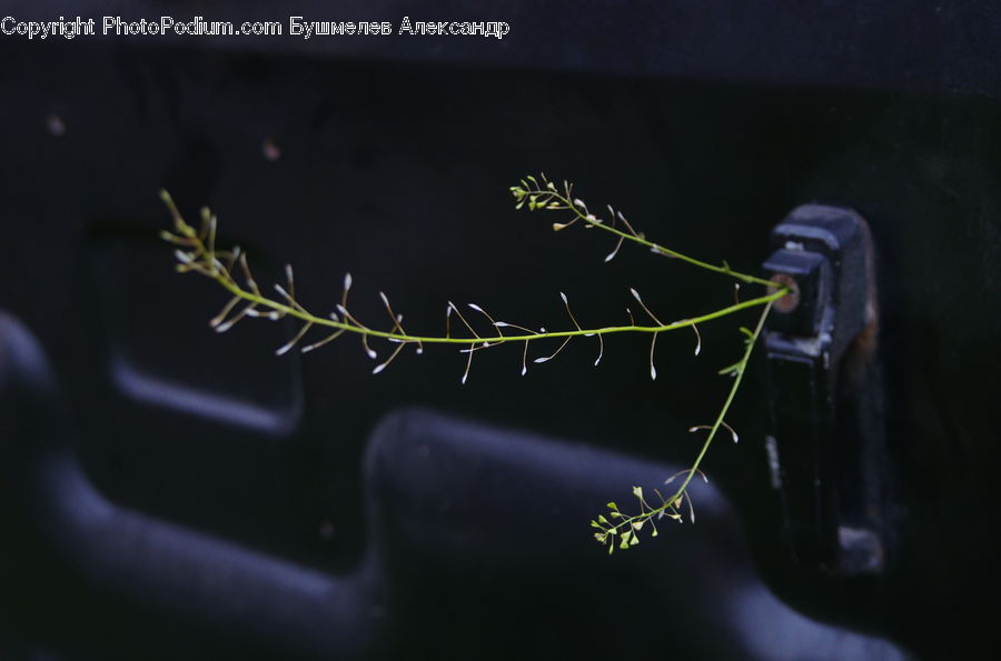 Arachnid, Garden Spider, Insect, Invertebrate, Spider, Flower Arrangement, Ikebana