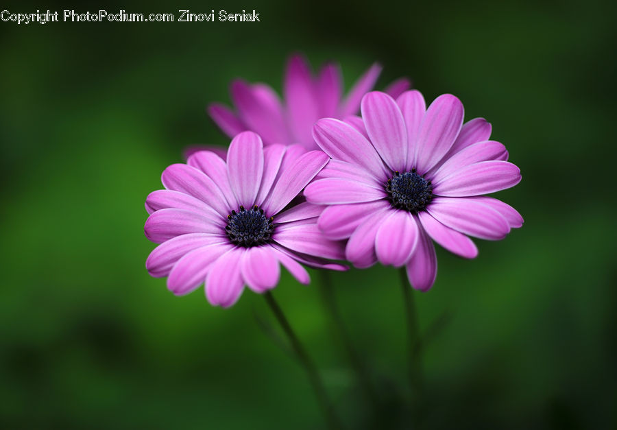 Daisies, Daisy, Flower, Plant, Blossom, Flora, Cosmos