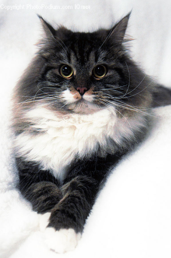 Animal, Cat, Mammal, Manx, Pet, Kitten