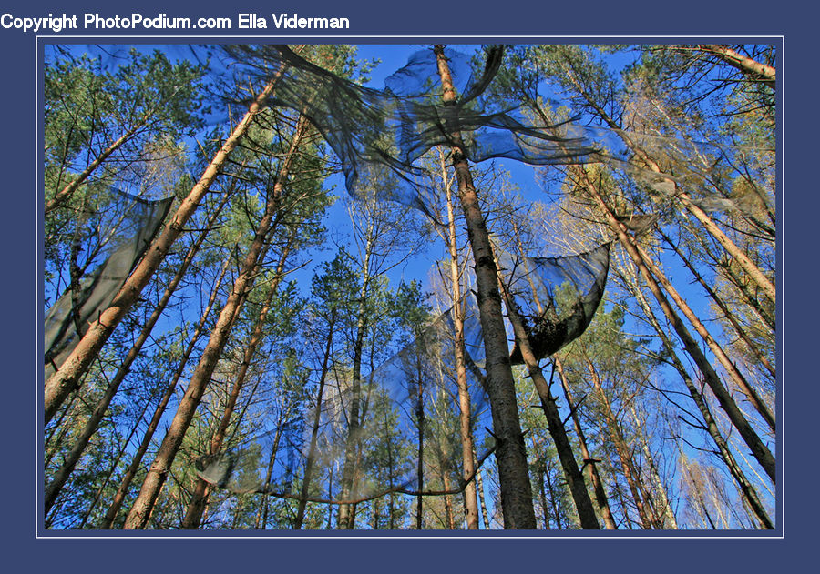 Plant, Tree, Oak, Sycamore, Tree Trunk, Wood, Birch