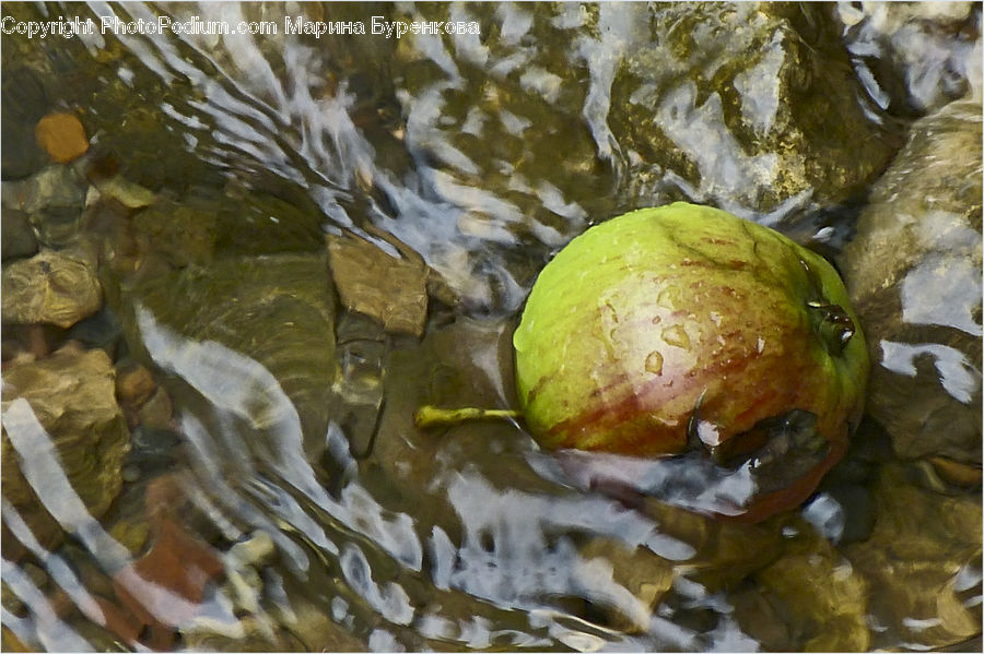 Flower, Lily, Plant, Pond Lily, Water, Rock, Citrus Fruit