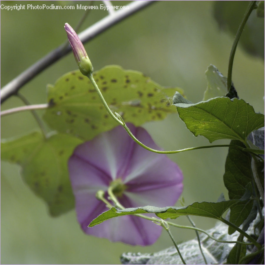Bud, Plant, Blossom, Flora, Flower, Geranium, Veins