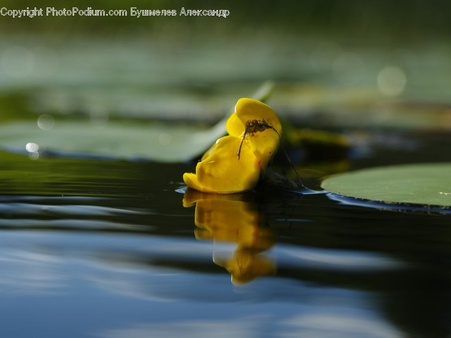 Beak, Bird, Blossom, Daffodil, Flora, Flower, Plant