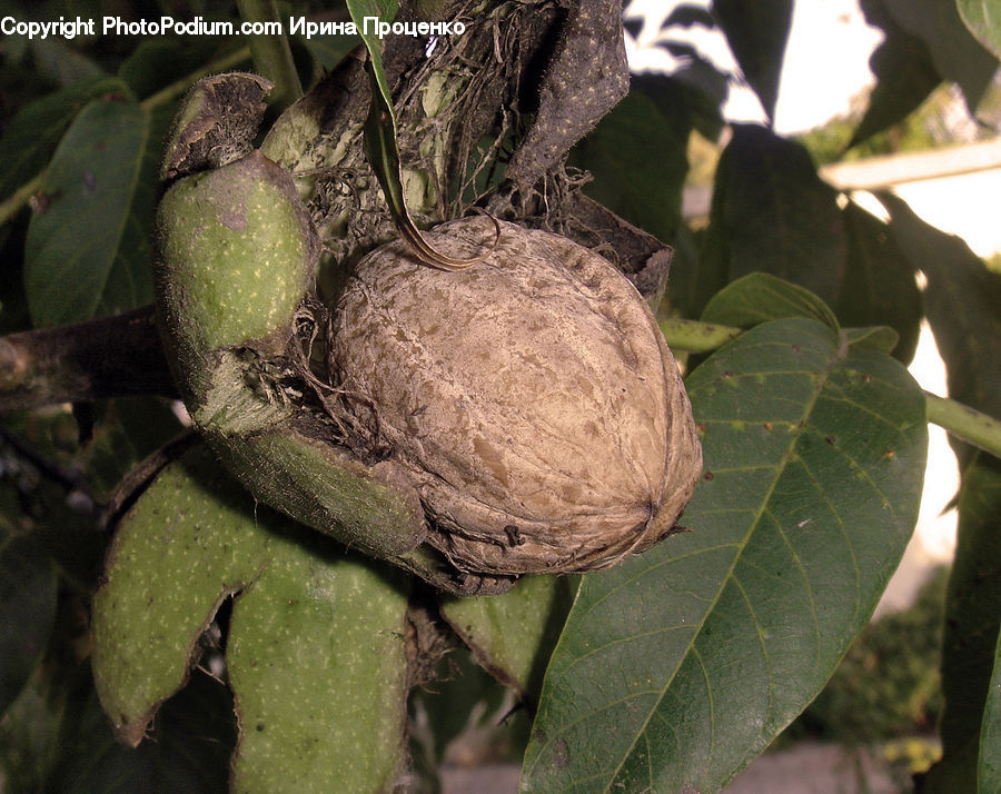 Nut, Seed, Walnut, Leaf, Plant, Potted Plant, Flare
