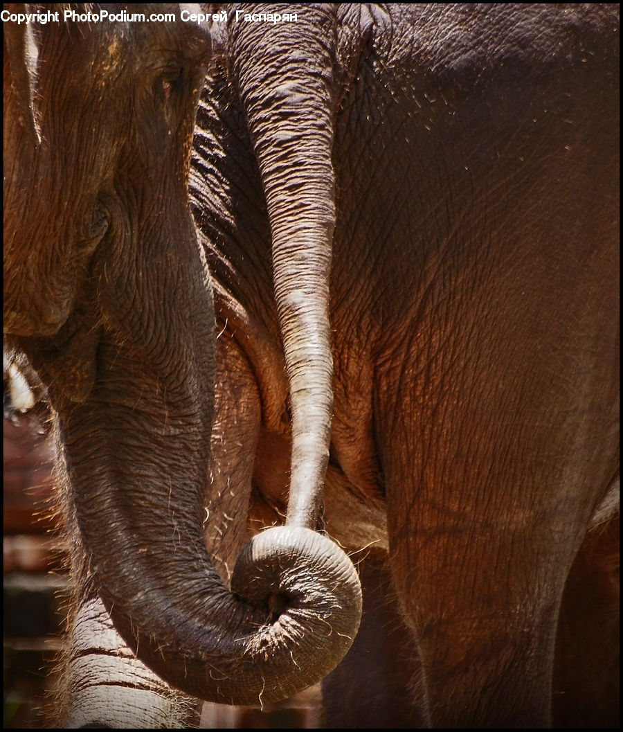Animal, Elephant, Mammal