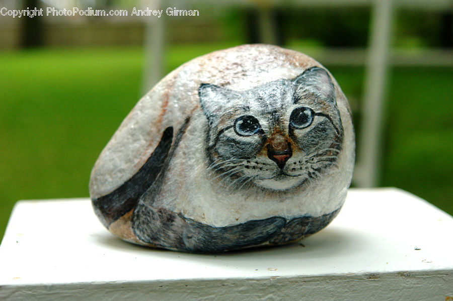 Box Turtle, Reptile, Tortoise, Turtle, Head, Portrait