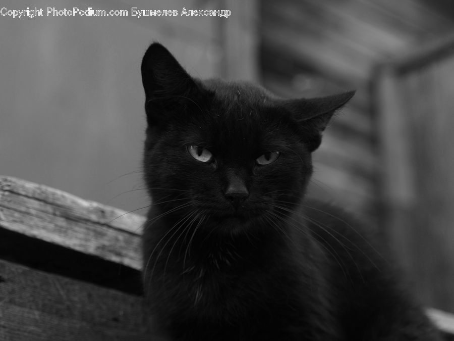 Animal, Black Cat, Cat, Mammal, Pet, Manx, Adorable