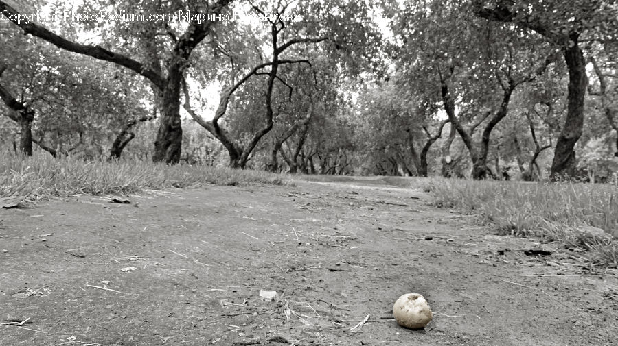 Potato, Produce, Vegetable, Ground, Soil, Oak, Tree