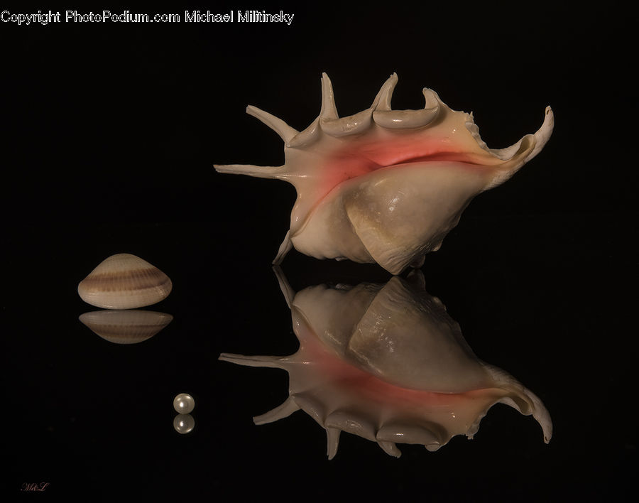 Conch, Invertebrate, Sea Life, Seashell, Clam, Astronomy, Agaric