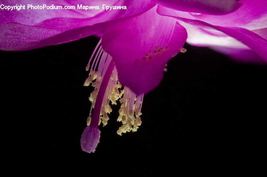 Blossom, Flora, Flower, Geranium, Plant, Pollen, Foxglove