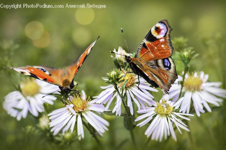Butterfly, Insect, Invertebrate, Blossom, Flora, Flower, Plant
