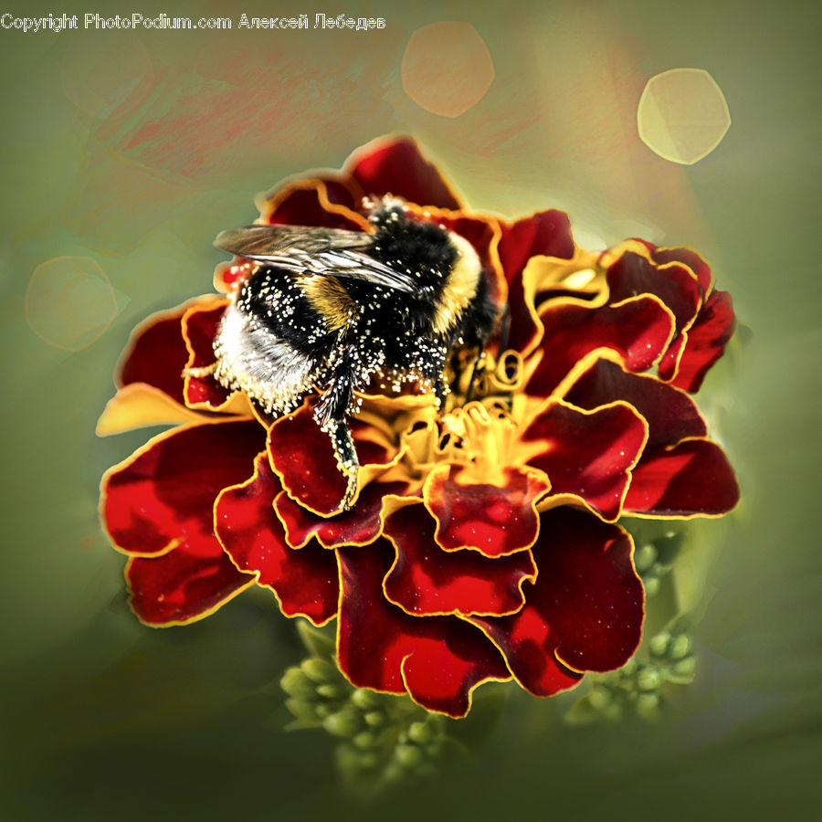 Bee, Insect, Invertebrate, Andrena, Apidae, Bumblebee, Honey Bee