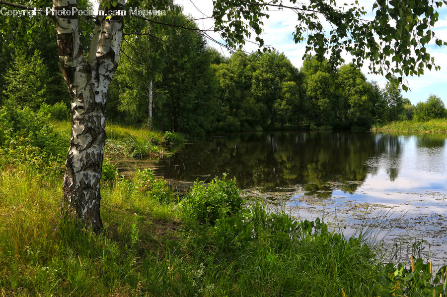 Forest, Jungle, Birch, Tree, Wood, Outdoors, Pond