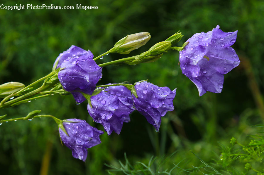 Blossom, Flora, Flower, Geranium, Plant, Crocus, Violet