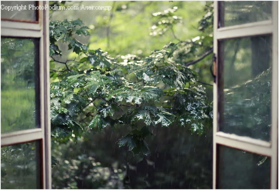 Window, Ivy, Plant, Vine, Conifer, Fir, Tree