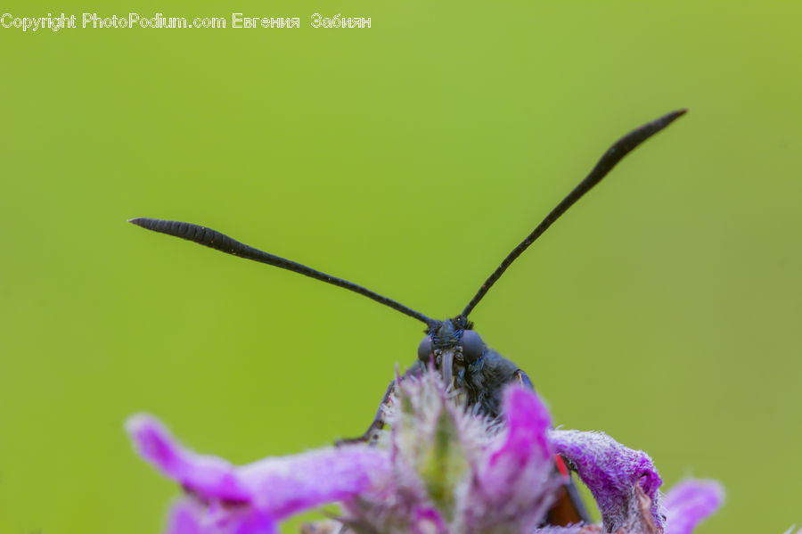 Flora, Pollen, Bee, Insect, Invertebrate, Butterfly, Cricket Insect