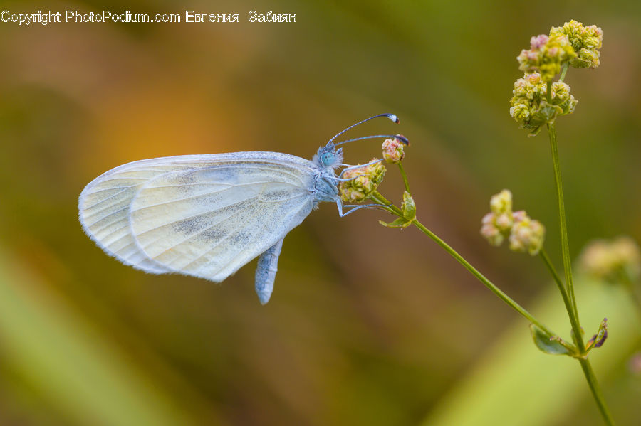 Butterfly, Insect, Invertebrate, Apiaceae, Blossom, Plant, Anisoptera