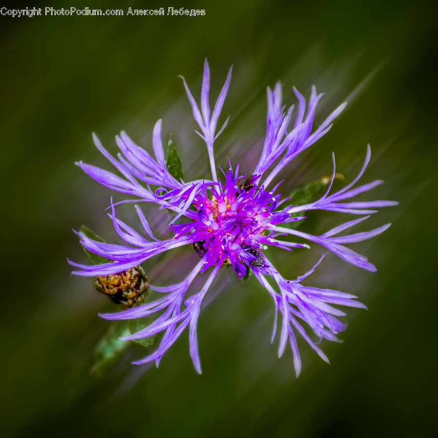 Aster, Blossom, Flower, Plant, Flora, Dahlia, Asteraceae