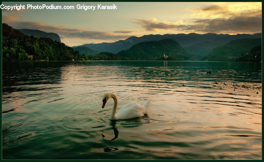 Bird, Swan, Waterfowl, Crane Bird, Heron, Leisure Activities