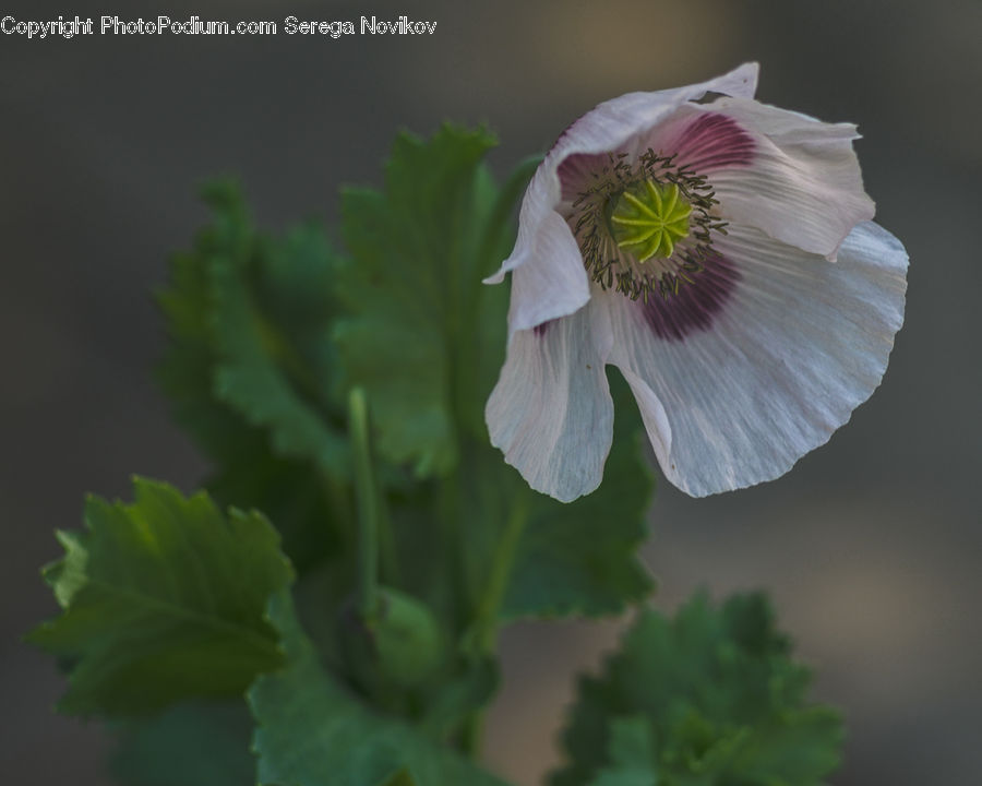 Blossom, Flora, Flower, Geranium, Plant, Poppy, Herbs